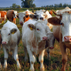 Illustration for article titled Farmers and activists are banding together to fight factory farming